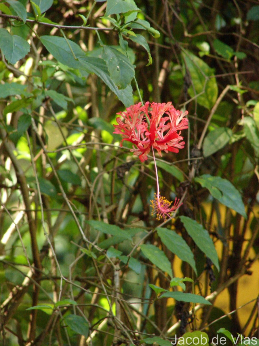 Hibiscus schizopetalus (Mast.) Hook.f.